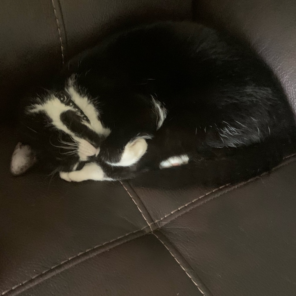 Meet your Posher, Nora